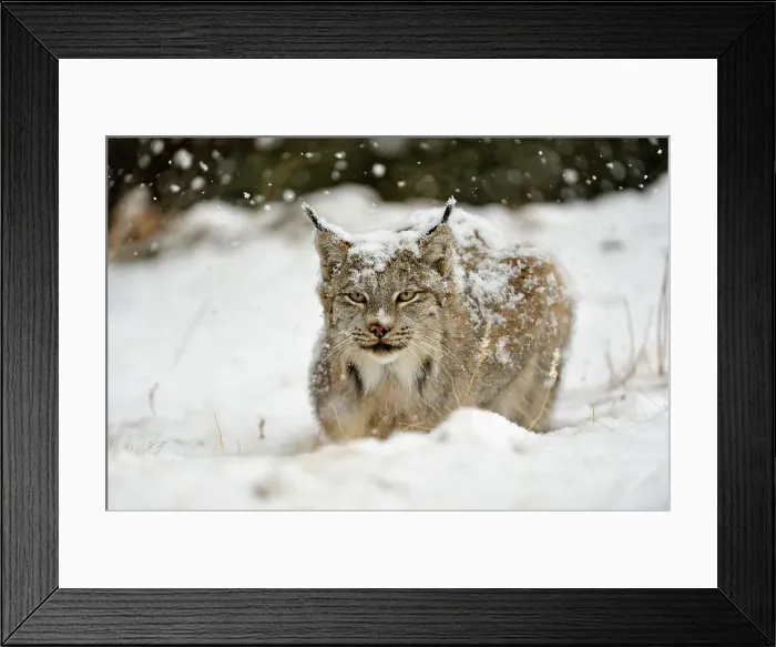 Framed Print : Canada lynx (Lynx canadensis)- Captive raised, Bozeman, Montana, USA Framed Print : Canada lynx (Lynx canadensis)- Captive raised, Bozeman, Montana, USA