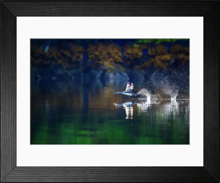 Framed Print : Pacific loon (Gavia pacifica), Shrimp Bay, Alaska, USA Framed Print : Pacific loon (Gavia pacifica), Shrimp Bay, Alaska, USA
