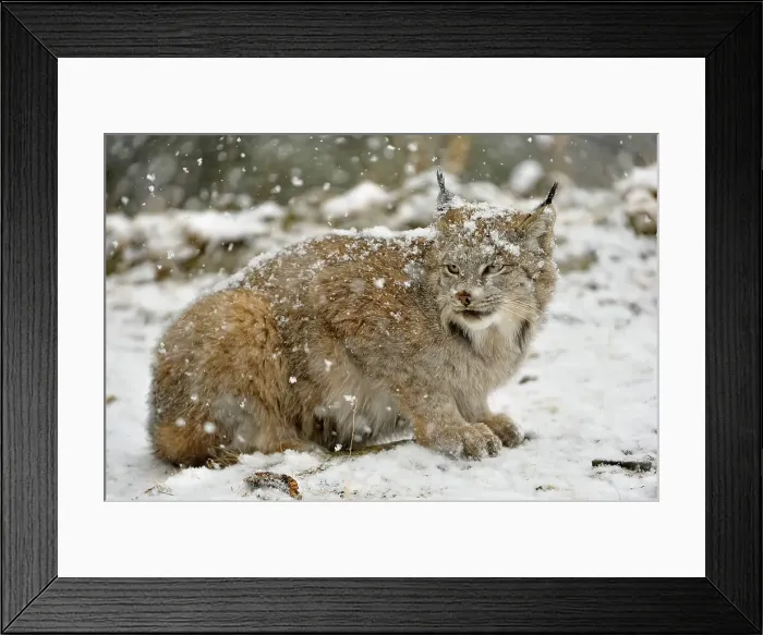 Framed Print : Canada lynx (Lynx canadensis)- Captive raised, Bozeman, Montana, USA Framed Print : Canada lynx (Lynx canadensis)- Captive raised, Bozeman, Montana, USA