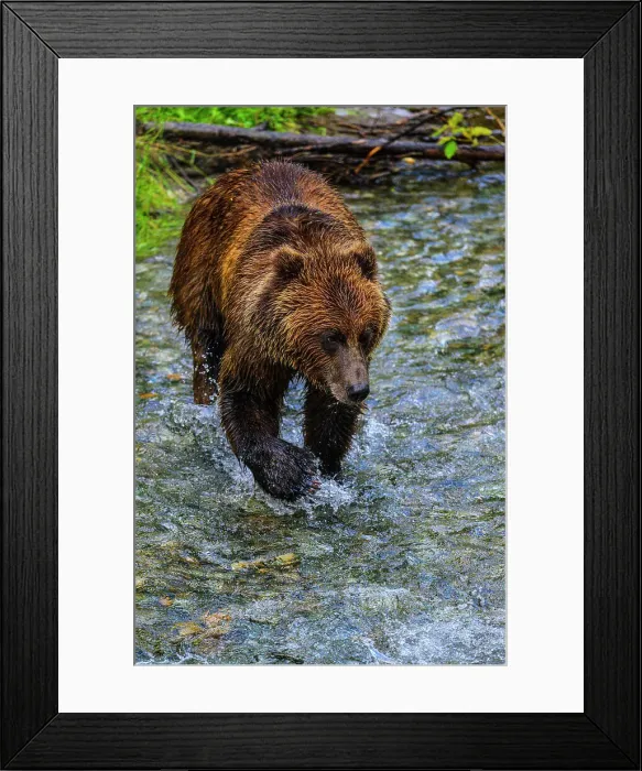 Framed Print : Grizzly bear / Alaskan brown bear (Ursus arctos) hunting spawning salmon, Fish Creek Wildlife Observation Site, Hyder, Alaska Framed Print : Grizzly bear / Alaskan brown bear (Ursus arctos) hunting spawning salmon, Fish Creek Wildlife Observation Site, Hyder, Alaska