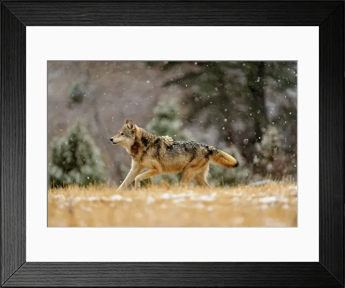 Framed Print : Gray / grey / timber wolf (Canis lupus)- captive raised adult, Bozeman, Montana, USA Framed Print : Gray / grey / timber wolf (Canis lupus)- captive raised adult, Bozeman, Montana, USA