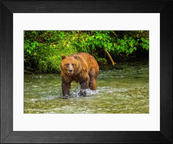 Framed Print : Grizzly bear / Alaskan brown bear (Ursus arctos) hunting spawning salmon, Fish Creek Wildlife Observation Site, Hyder, Alaska Framed Print : Grizzly bear / Alaskan brown bear (Ursus arctos) hunting spawning salmon, Fish Creek Wildlife Observation Site, Hyder, Alaska