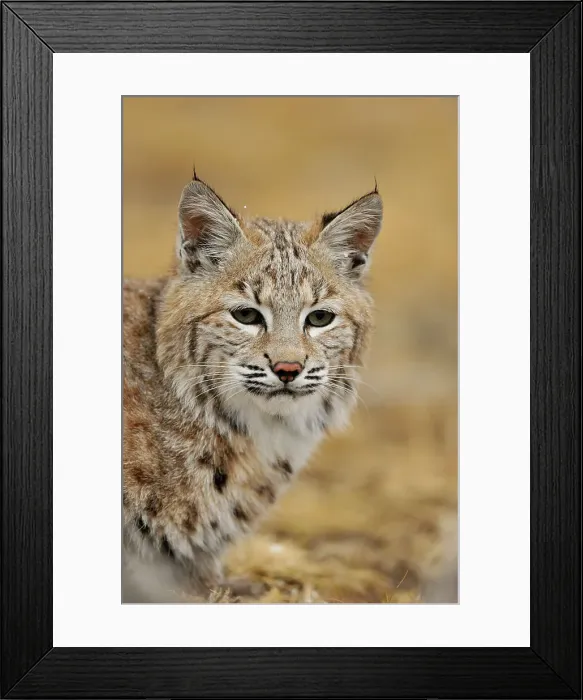 Framed Print : Bobcat (Lynx rufus) Captive raised, Bozeman, Montana, USA Framed Print : Bobcat (Lynx rufus) Captive raised, Bozeman, Montana, USA