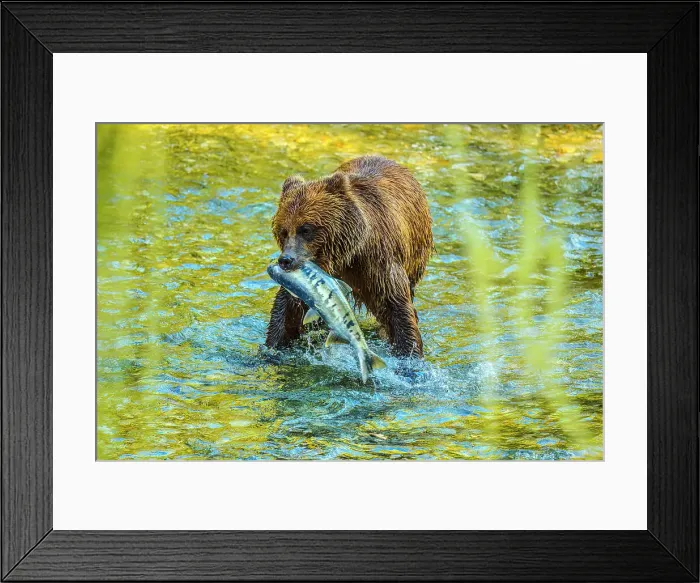 Framed Print : Grizzly bear / Alaskan brown bear (Ursus arctos) hunting spawning salmon, Fish Creek Wildlife Observation Site, Hyder, Alaska