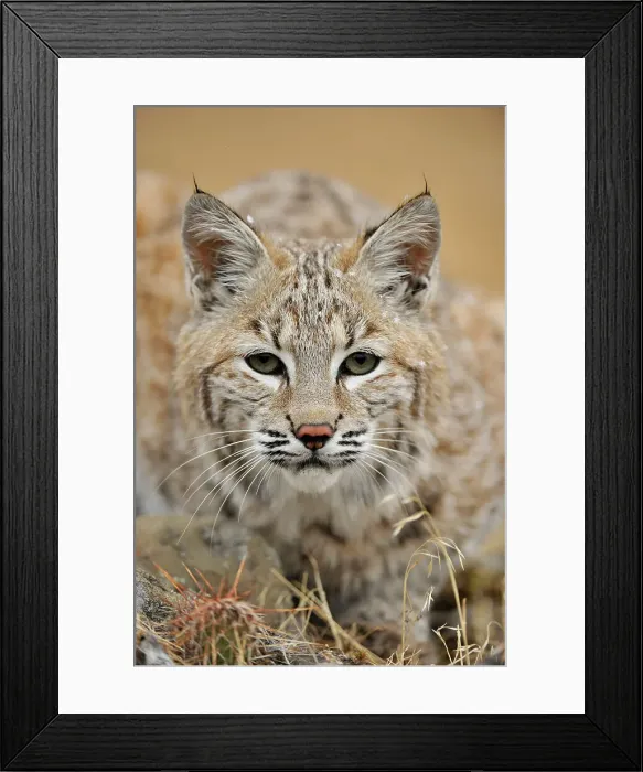 Framed Print : Bobcat (Lynx rufus) Captive raised, Bozeman, Montana, USA Framed Print : Bobcat (Lynx rufus) Captive raised, Bozeman, Montana, USA