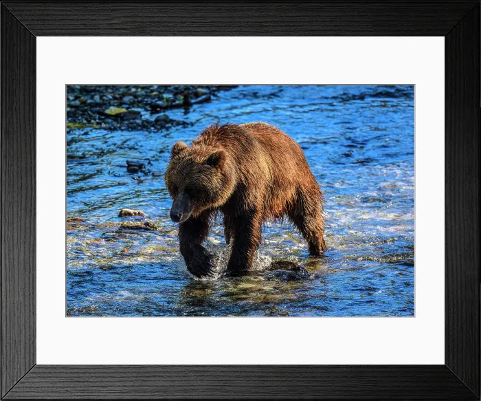 Framed Print : Grizzly bear / Alaskan brown bear (Ursus arctos) hunting spawning salmon, Fish Creek Wildlife Observation Site, Hyder, Alaska