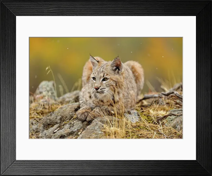 Framed Print : Bobcat (Lynx rufus) Captive raised, Bozeman, Montana, USA Framed Print : Bobcat (Lynx rufus) Captive raised, Bozeman, Montana, USA
