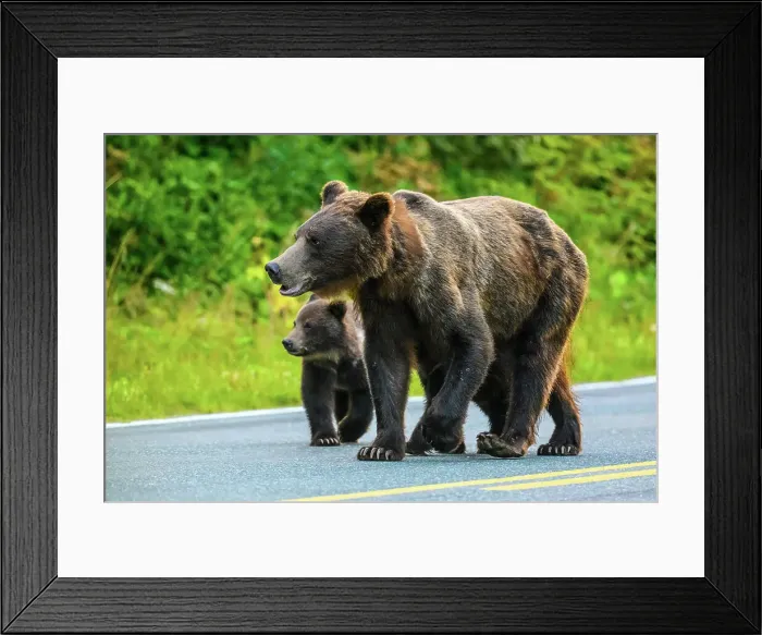 Framed Print : Brown bear, grizzly bear (Ursus arctos) Family, Haines, Alaska, USA Framed Print : Brown bear, grizzly bear (Ursus arctos) Family, Haines, Alaska, USA