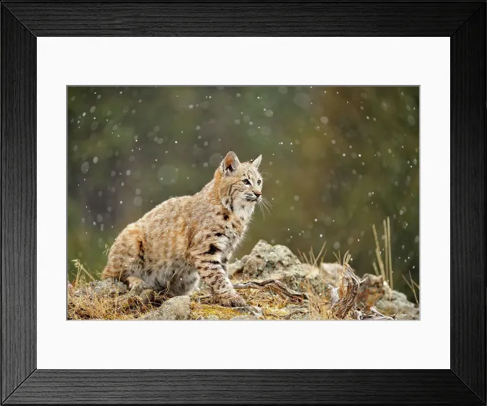 Framed Print : Bobcat (Lynx rufus) Captive raised, Bozeman, Montana, USA Framed Print : Bobcat (Lynx rufus) Captive raised, Bozeman, Montana, USA