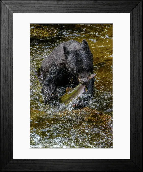 Framed Print : Black bear (Ursus americanus) hunting spawning salmon in Anan Creek, Anan Creek Bear Observatory, Tongass National Forest, Alaska, USA Framed Print : Black bear (Ursus americanus) hunting spawning salmon in Anan Creek, Anan Creek Bear Observatory, Tongass National Forest, Alaska, USA