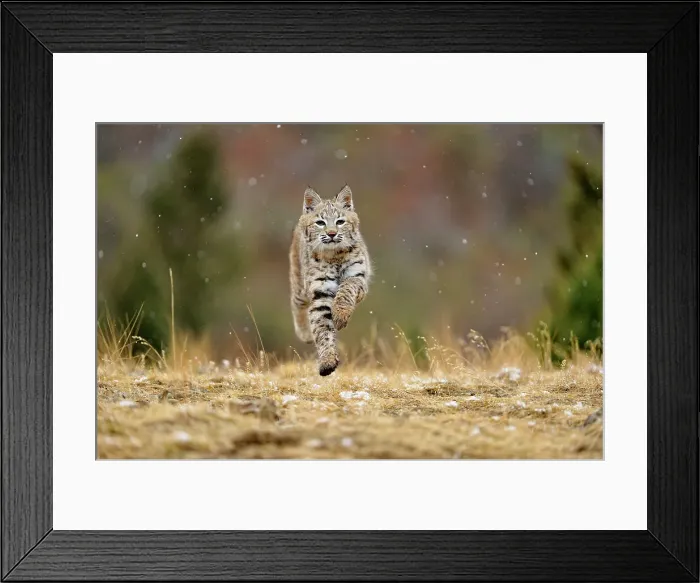 Framed Print : Bobcat (Lynx rufus) Captive raised, Bozeman, Montana, USA Framed Print : Bobcat (Lynx rufus) Captive raised, Bozeman, Montana, USA