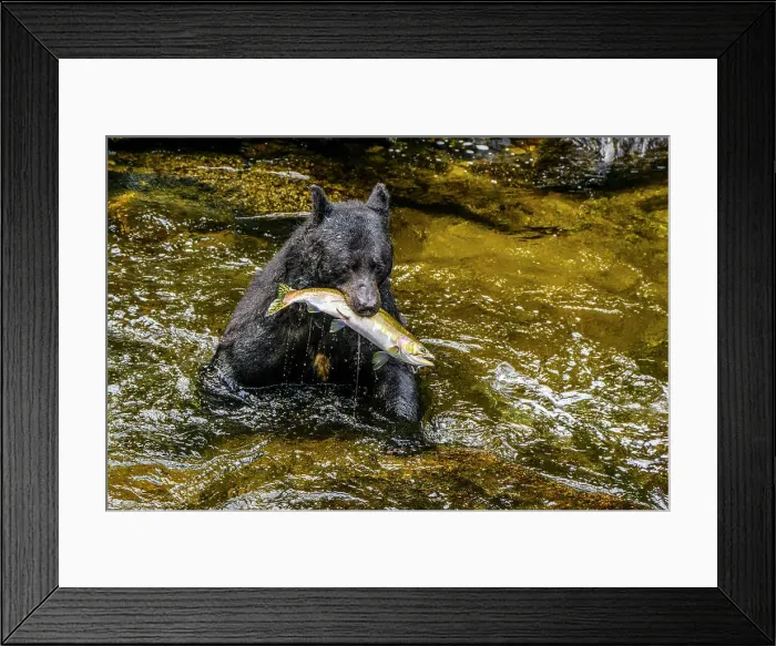 Framed Print : Black bear (Ursus americanus) hunting spawning salmon in Anan Creek, Anan Creek Bear Observatory, Tongass National Forest, Alaska, USA Framed Print : Black bear (Ursus americanus) hunting spawning salmon in Anan Creek, Anan Creek Bear Observatory, Tongass National Forest, Alaska, USA