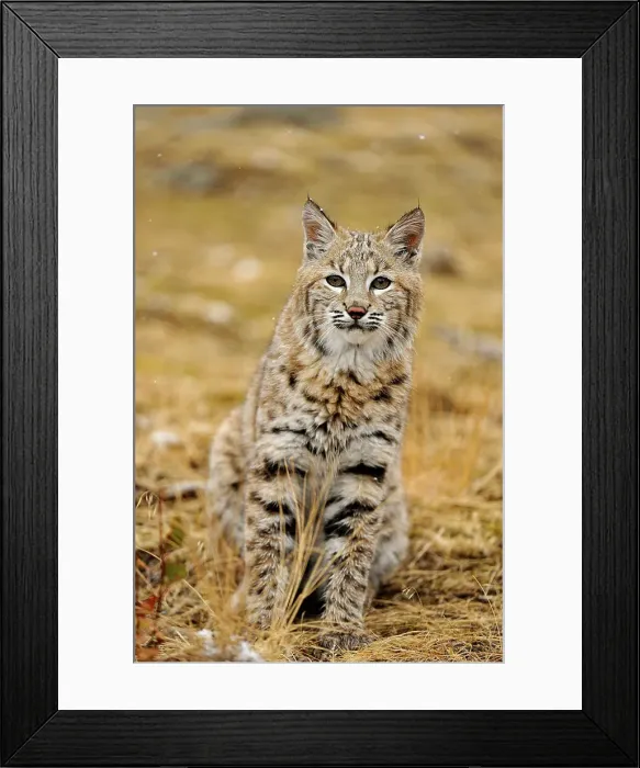 Framed Print : Bobcat (Lynx rufus) Captive raised, Bozeman, Montana, USA Framed Print : Bobcat (Lynx rufus) Captive raised, Bozeman, Montana, USA