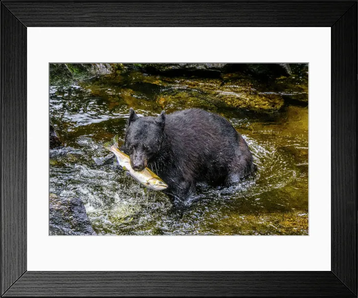 Framed Print : Black bear (Ursus americanus) hunting spawning salmon in Anan Creek, Anan Creek Bear Observatory, Tongass National Forest, Alaska, USA Framed Print : Black bear (Ursus americanus) hunting spawning salmon in Anan Creek, Anan Creek Bear Observatory, Tongass National Forest, Alaska, USA