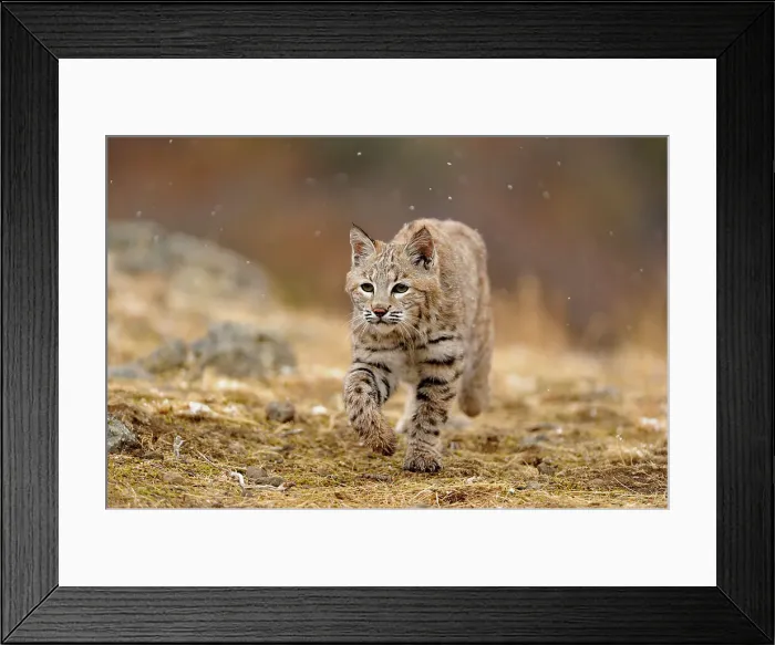 Framed Print : Bobcat (Lynx rufus) Captive raised, Bozeman, Montana, USA Framed Print : Bobcat (Lynx rufus) Captive raised, Bozeman, Montana, USA