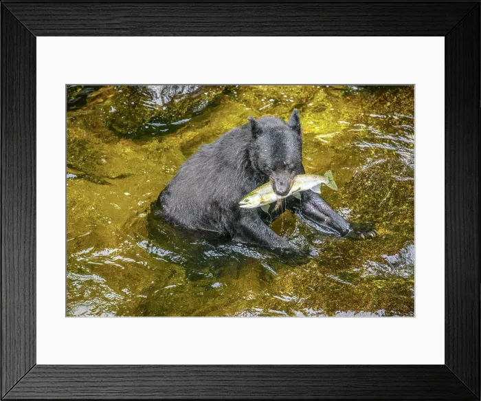 Framed Print : Black bear (Ursus americanus) hunting spawning salmon in Anan Creek, Anan Creek Bear Observatory, Tongass National Forest, Alaska, USA Framed Print : Black bear (Ursus americanus) hunting spawning salmon in Anan Creek, Anan Creek Bear Observatory, Tongass National Forest, Alaska, USA