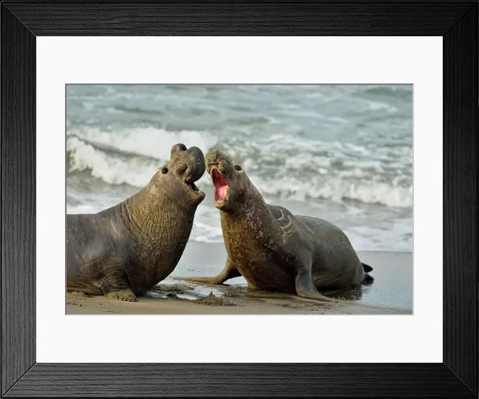 Framed Print : Northern elephant seal (Mirounga angustirostris) Males engaged in breeding territory fight at breeding rookery, San Simeon, Piedras Blancas Rookery, California, USA Framed Print : Northern elephant seal (Mirounga angustirostris) Males engaged in breeding territory fight at breeding rookery, San Simeon, Piedras Blancas Rookery, California, USA