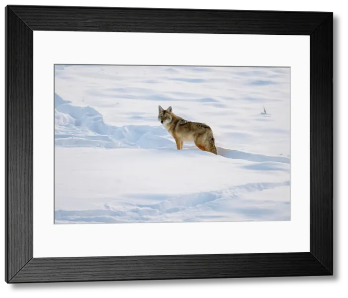 Framed Print : Coyote (Canis latrans), Yellowstone National Park, Wyoming, USA Framed Print : Coyote (Canis latrans), Yellowstone National Park, Wyoming, USA