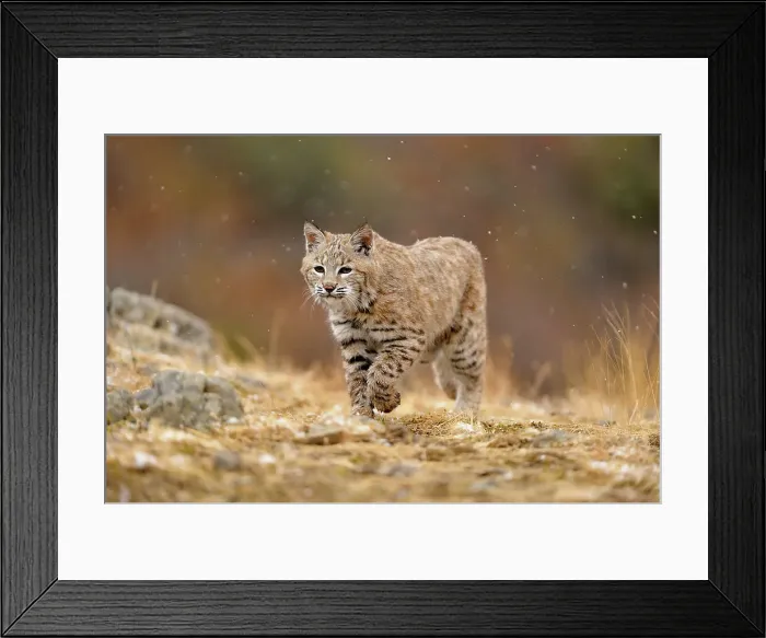 Framed Print : Bobcat (Lynx rufus) Captive raised, Bozeman, Montana, USA Framed Print : Bobcat (Lynx rufus) Captive raised, Bozeman, Montana, USA