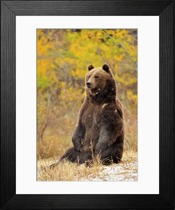 Framed Print : Grizzly bear (Ursus arctos)- captive raised, Bozeman, Montana, USA
