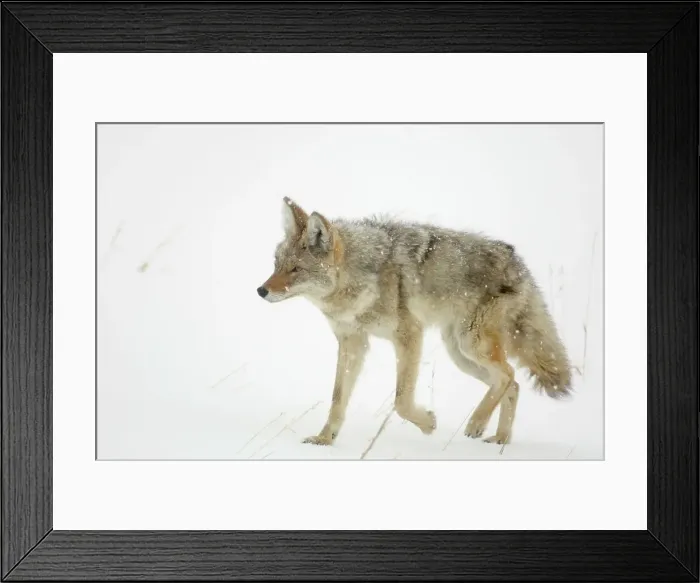 Framed Print : Coyote (Canis latrans) in winter habitat, Yellowstone NP, Wyoming, USA Framed Print : Coyote (Canis latrans) in winter habitat, Yellowstone NP, Wyoming, USA