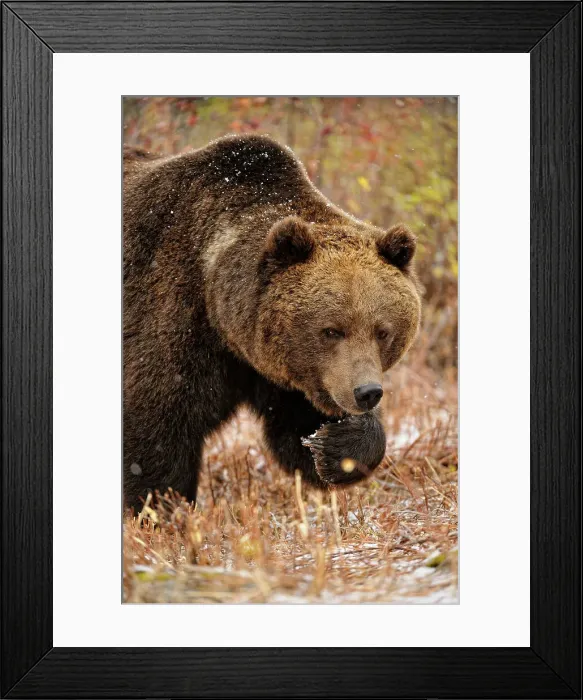 Framed Print : Grizzly bear (Ursus arctos)- captive raised, Bozeman, Montana, USA Framed Print : Grizzly bear (Ursus arctos)- captive raised, Bozeman, Montana, USA