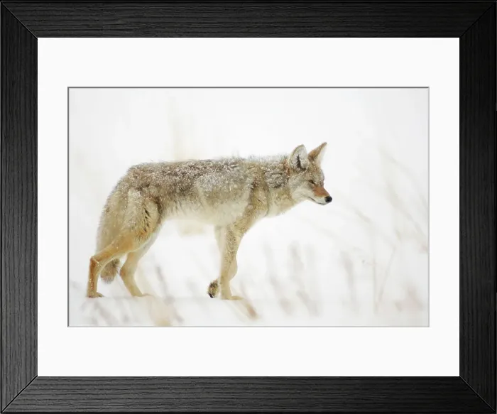 Framed Print : Coyote (Canis latrans) in winter habitat, Yellowstone NP, Wyoming, USA Framed Print : Coyote (Canis latrans) in winter habitat, Yellowstone NP, Wyoming, USA