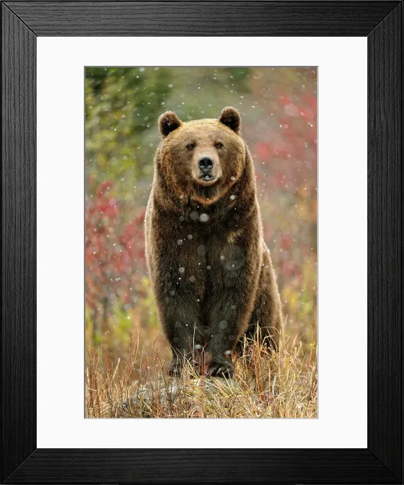 Framed Print : Grizzly bear (Ursus arctos)- captive raised, Bozeman, Montana, USA Framed Print : Grizzly bear (Ursus arctos)- captive raised, Bozeman, Montana, USA