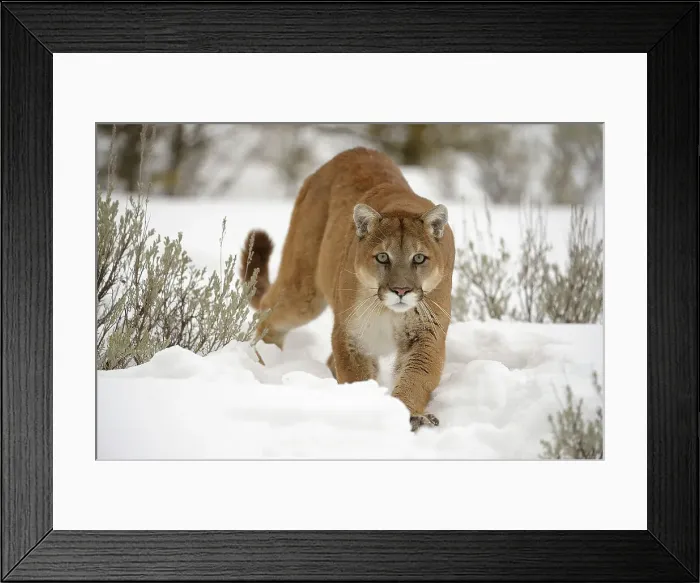 Framed Print : Mountain lion / Cougar / Puma (Felis concolor)- captive raised, Bozeman, Montana, USA