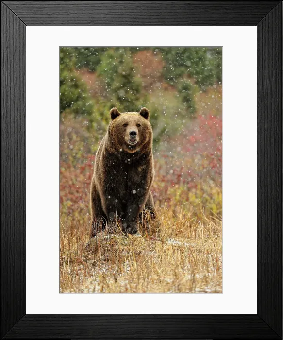 Framed Print : Grizzly bear (Ursus arctos)- captive raised, Bozeman, Montana, USA Framed Print : Grizzly bear (Ursus arctos)- captive raised, Bozeman, Montana, USA