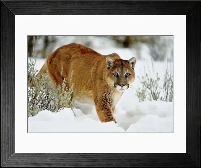 Framed Print : Mountain lion / Cougar / Puma (Felis concolor)- captive raised, Bozeman, Montana, USA Framed Print : Mountain lion / Cougar / Puma (Felis concolor)- captive raised, Bozeman, Montana, USA
