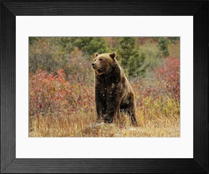Framed Print : Grizzly bear (Ursus arctos)- captive raised, Bozeman, Montana, USA Framed Print : Grizzly bear (Ursus arctos)- captive raised, Bozeman, Montana, USA