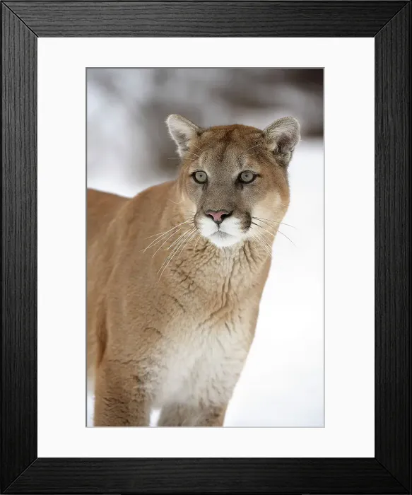 Framed Print : Mountain lion / Cougar / Puma (Felis concolor)- captive raised, Bozeman, Montana, USA Framed Print : Mountain lion / Cougar / Puma (Felis concolor)- captive raised, Bozeman, Montana, USA