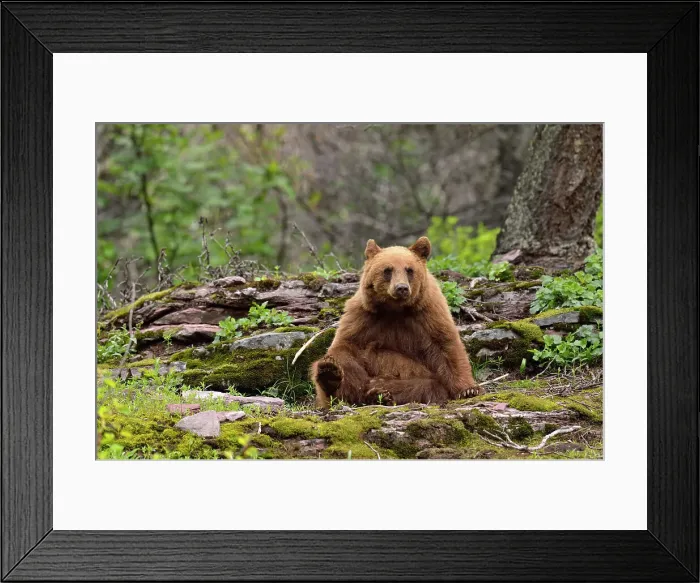 Framed Print : American Black bear (Ursus americanus) Cinnamon variety foraging in woodland, Glacier National Park, Montana, USA