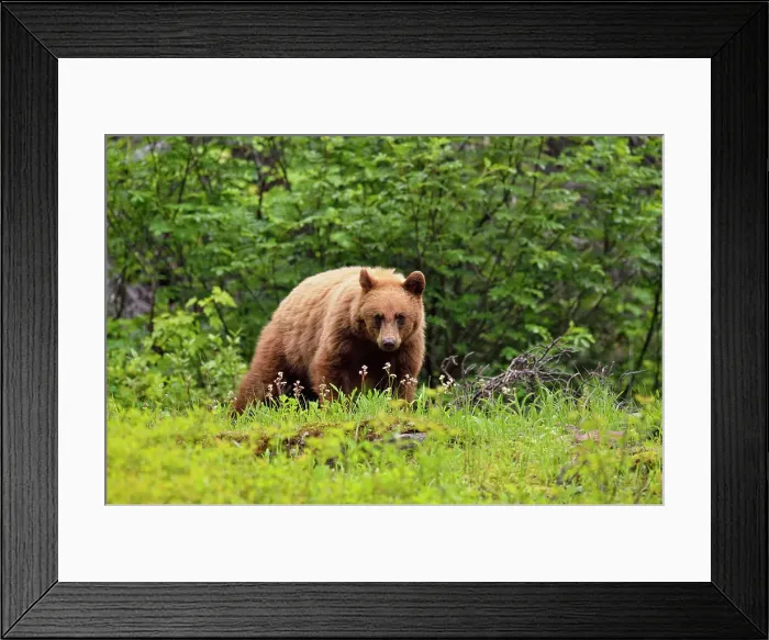 Framed Print : American Black bear (Ursus americanus) Cinnamon variety foraging in woodland, Glacier National Park, Montana, USA Framed Print : American Black bear (Ursus americanus) Cinnamon variety foraging in woodland, Glacier National Park, Montana, USA