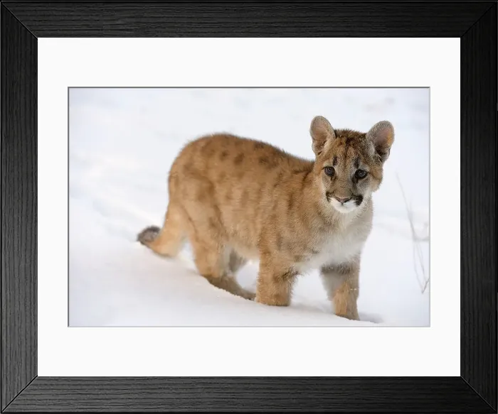 Framed Print : Mountain lion / Cougar / Puma (Felis concolor)- captive raised, Bozeman, Montana, USA Framed Print : Mountain lion / Cougar / Puma (Felis concolor)- captive raised, Bozeman, Montana, USA