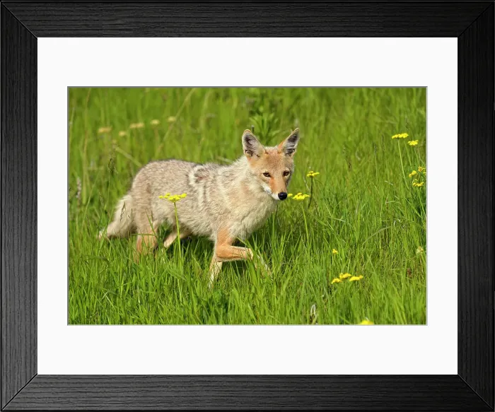 Framed Print : Coyote (Canis latrans) Trotting through flower meadow, Glacier National Park, Montana, USA Framed Print : Coyote (Canis latrans) Trotting through flower meadow, Glacier National Park, Montana, USA