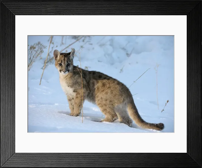 Framed Print : Mountain lion / Cougar / Puma (Felis concolor)- captive raised, Bozeman, Montana, USA Framed Print : Mountain lion / Cougar / Puma (Felis concolor)- captive raised, Bozeman, Montana, USA
