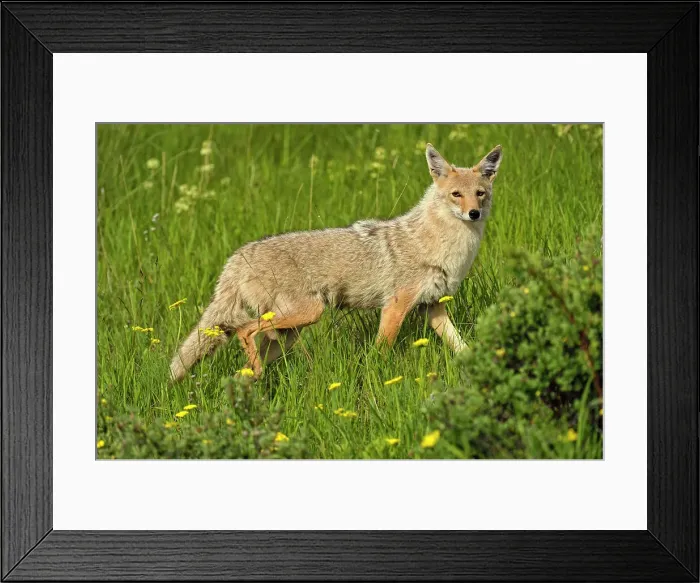 Framed Print : Coyote (Canis latrans) Trotting through flower meadow, Glacier National Park, Montana, USA Framed Print : Coyote (Canis latrans) Trotting through flower meadow, Glacier National Park, Montana, USA