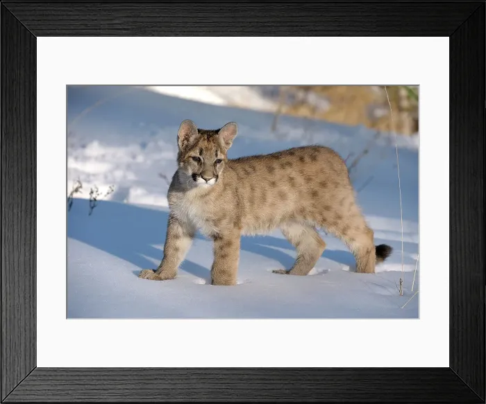 Framed Print : Mountain lion / Cougar / Puma (Felis concolor)- captive raised, Bozeman, Montana, USA Framed Print : Mountain lion / Cougar / Puma (Felis concolor)- captive raised, Bozeman, Montana, USA