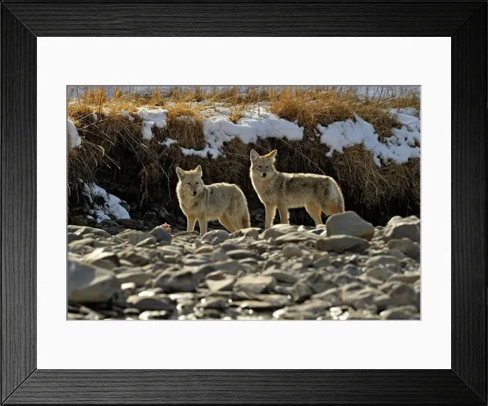 Framed Print : Coyote (Canis latrans) Investigating remains of wolf kill in Gardner River bed, Yellowstone NP, Wyoming, USA Framed Print : Coyote (Canis latrans) Investigating remains of wolf kill in Gardner River bed, Yellowstone NP, Wyoming, USA