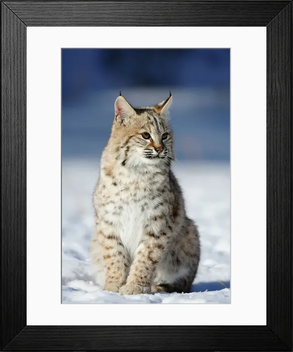Framed Print : Bobcat (Lynx rufus) Captive raised, Bozeman, Montana, USA Framed Print : Bobcat (Lynx rufus) Captive raised, Bozeman, Montana, USA