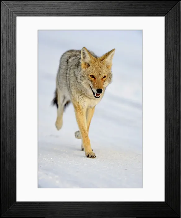 Framed Print : Coyote (Canis latrans), Yellowstone NP, Wyoming, USA Framed Print : Coyote (Canis latrans), Yellowstone NP, Wyoming, USA