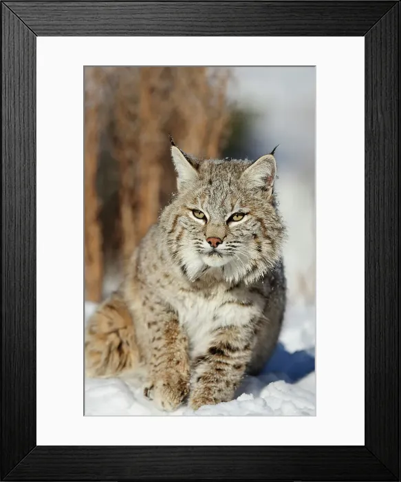 Framed Print : Bobcat (Lynx rufus) Captive raised, Bozeman, Montana, USA Framed Print : Bobcat (Lynx rufus) Captive raised, Bozeman, Montana, USA
