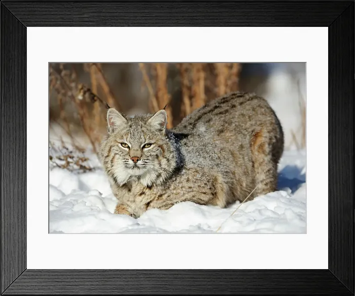 Framed Print : Bobcat (Lynx rufus) Captive raised, Bozeman, Montana, USA Framed Print : Bobcat (Lynx rufus) Captive raised, Bozeman, Montana, USA