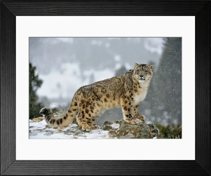 Framed Print : Snow leopard (Uncia uncia) - captive raised, Bozeman, Montana, USA