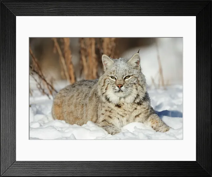 Framed Print : Bobcat (Lynx rufus) Captive raised, Bozeman, Montana, USA