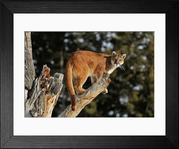Framed Print : Mountain lion / Cougar / Puma (Felis concolor)- captive raised, Bozeman, Montana, USA Framed Print : Mountain lion / Cougar / Puma (Felis concolor)- captive raised, Bozeman, Montana, USA