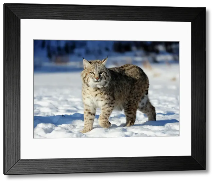 Framed Print : Bobcat (Lynx rufus) Captive raised, Bozeman, Montana, USA Framed Print : Bobcat (Lynx rufus) Captive raised, Bozeman, Montana, USA