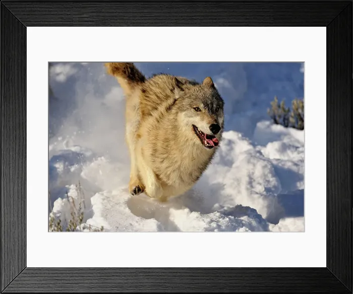Framed Print : Gray / grey / timber wolf (Canis lupus)- captive raised adult, Bozeman, Montana, USA Framed Print : Gray / grey / timber wolf (Canis lupus)- captive raised adult, Bozeman, Montana, USA